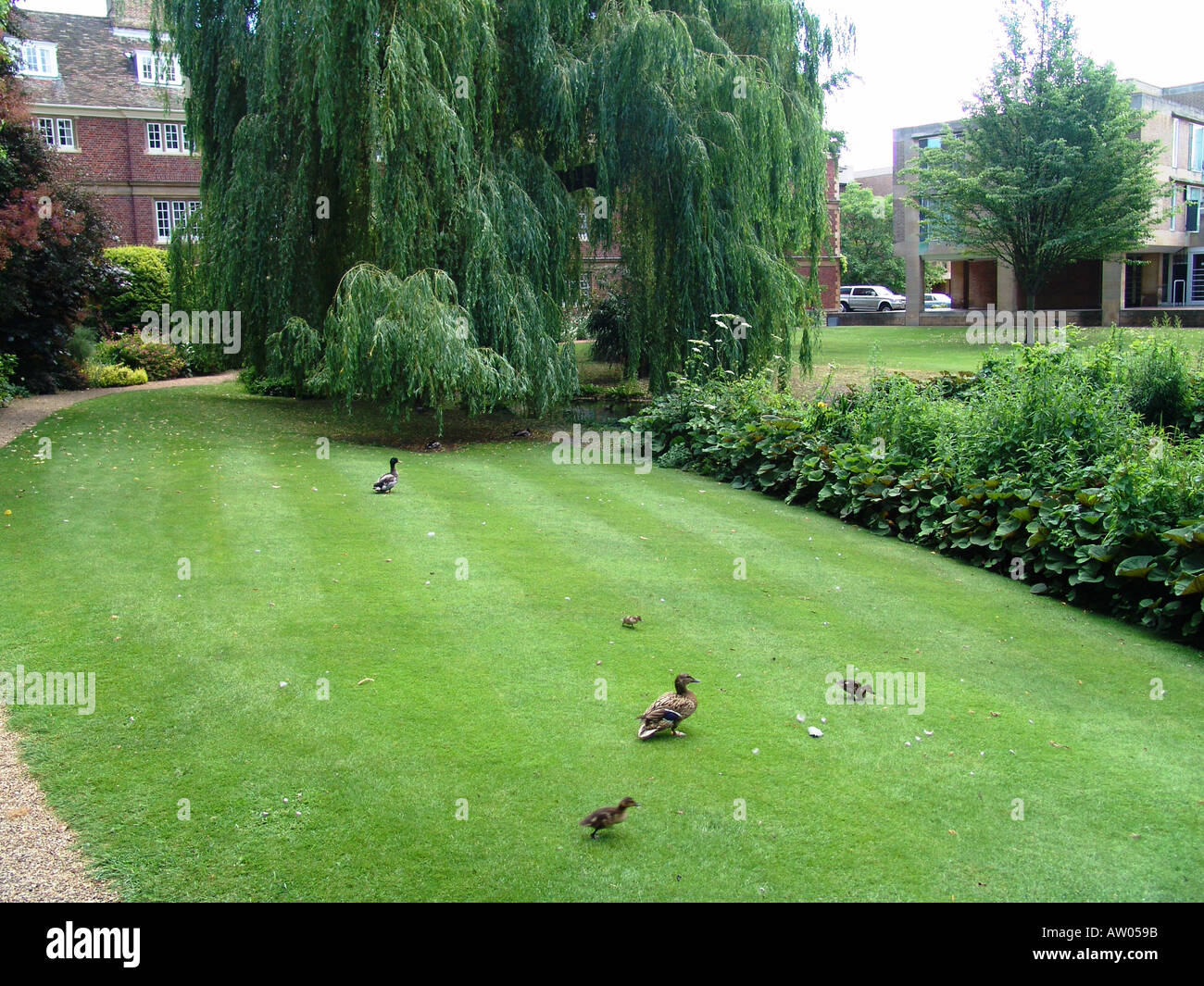 Family of ducks in Emmanuel College Cambridge University Stock Photo