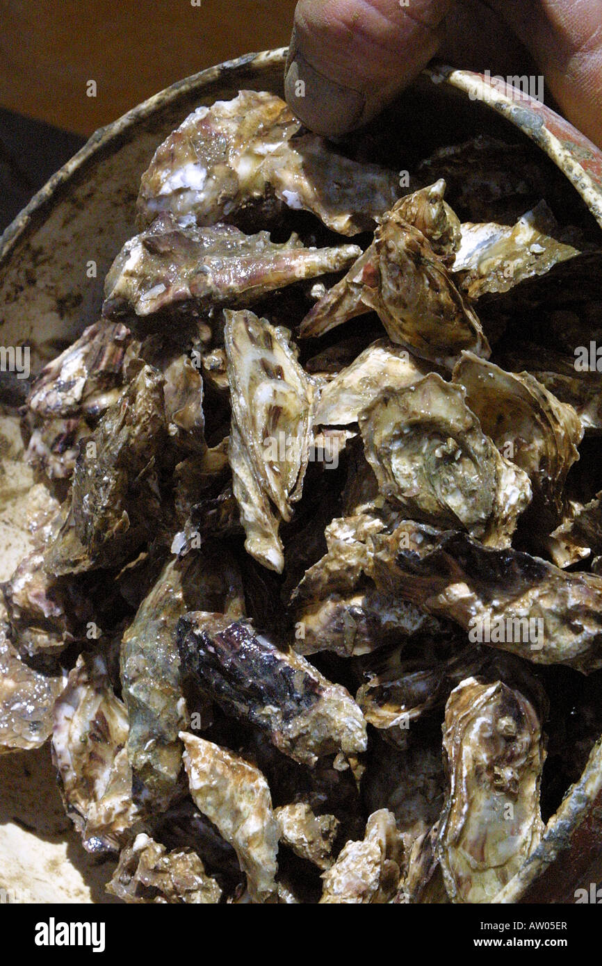Oyster in bucket, nursery farm, Sete France. Huitres in buckets