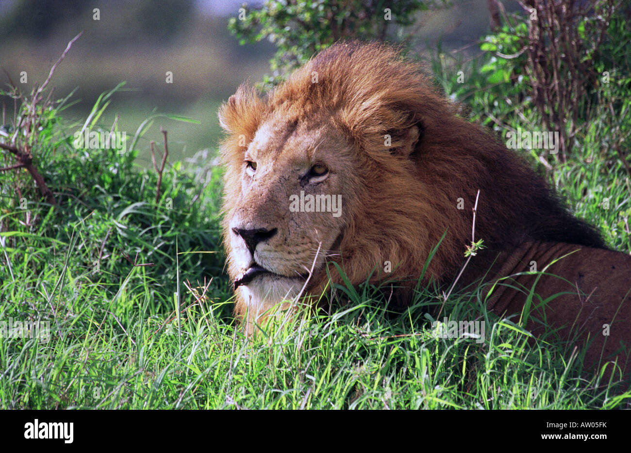 Male Lion in the Masai Mara national Park Kenya Stock Photo - Alamy