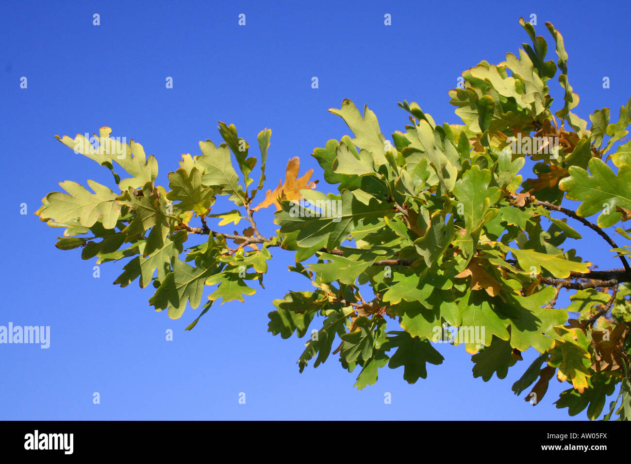 Vivid green leaves hi-res stock photography and images - Alamy