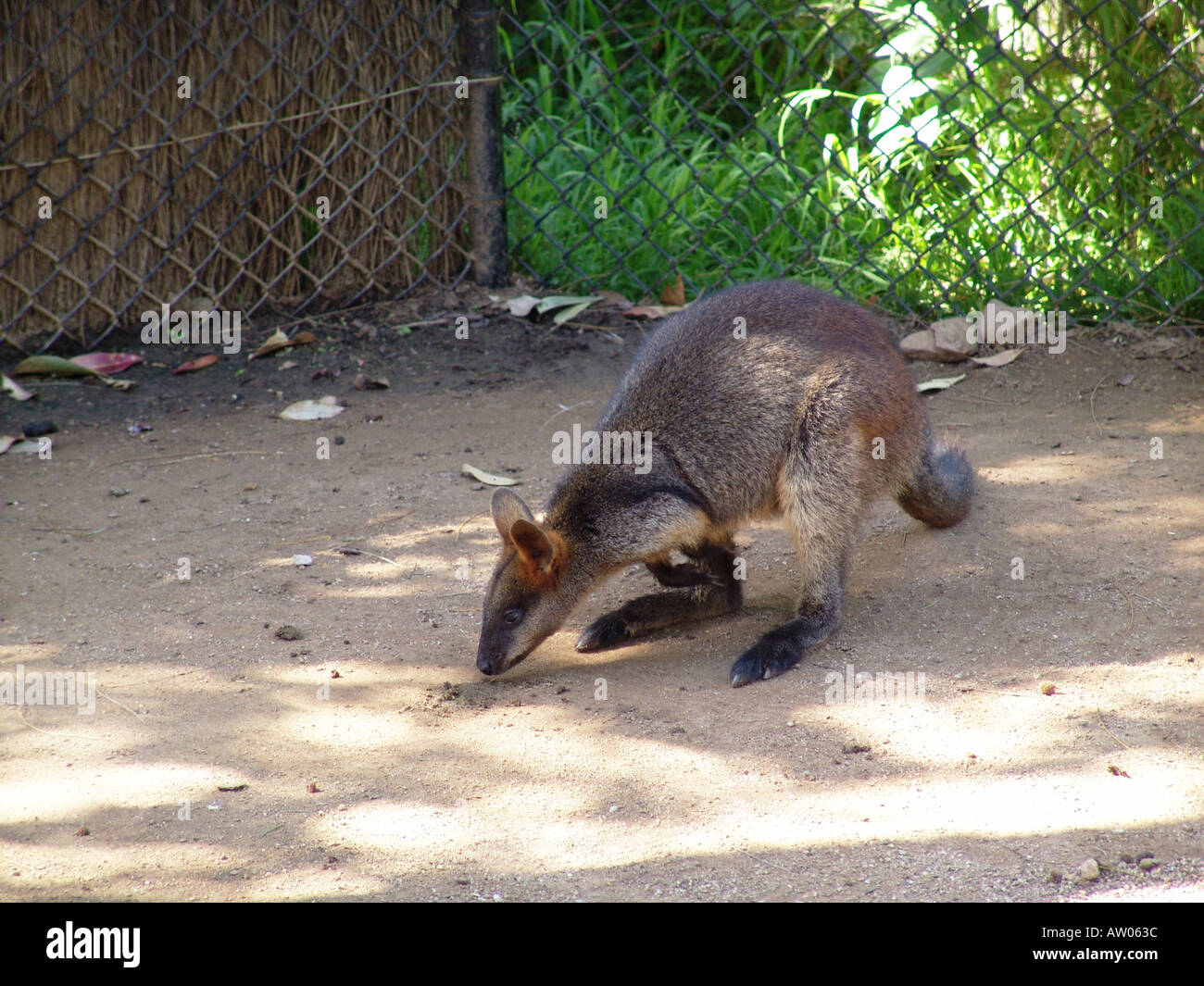 Sydney zoo hi-res stock photography and images - Alamy