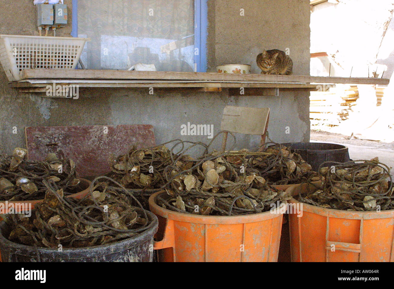 Oyster in bucket, nursery farm, Sete France. Huitres in buckets