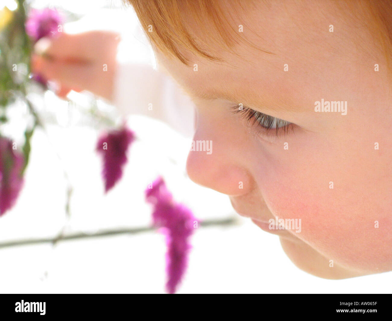 Child smelling flower hi-res stock photography and images - Alamy