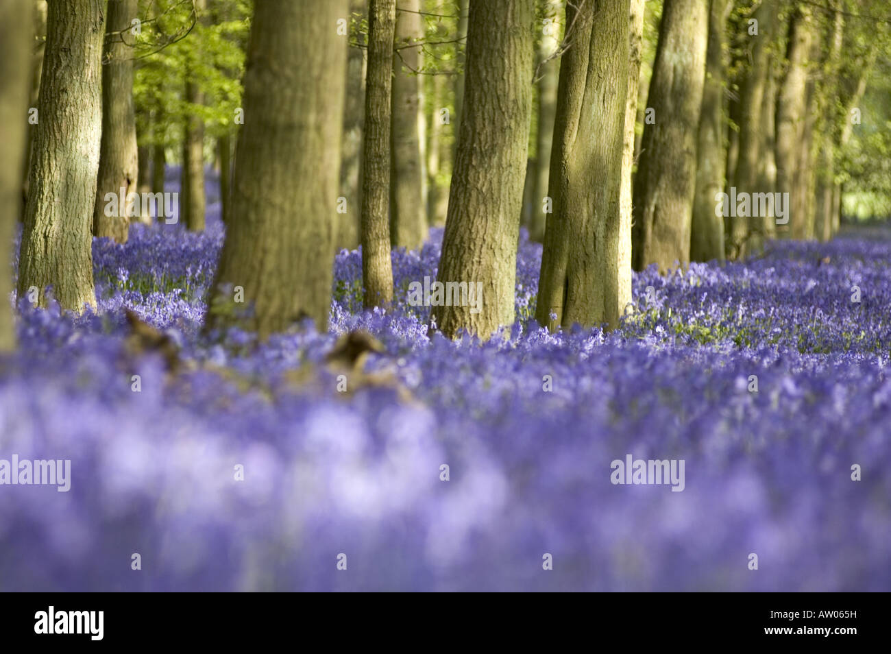 Scented English bluebell wood in spring, Chiltern, UK. Stock Photo