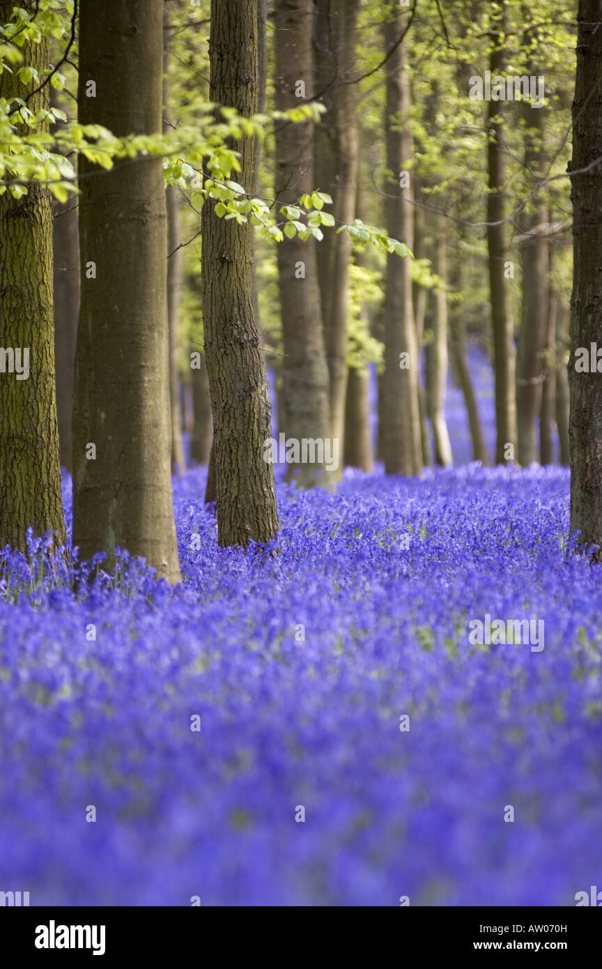 Scented English bluebell woods in spring, Chilterns, UK. Stock Photo