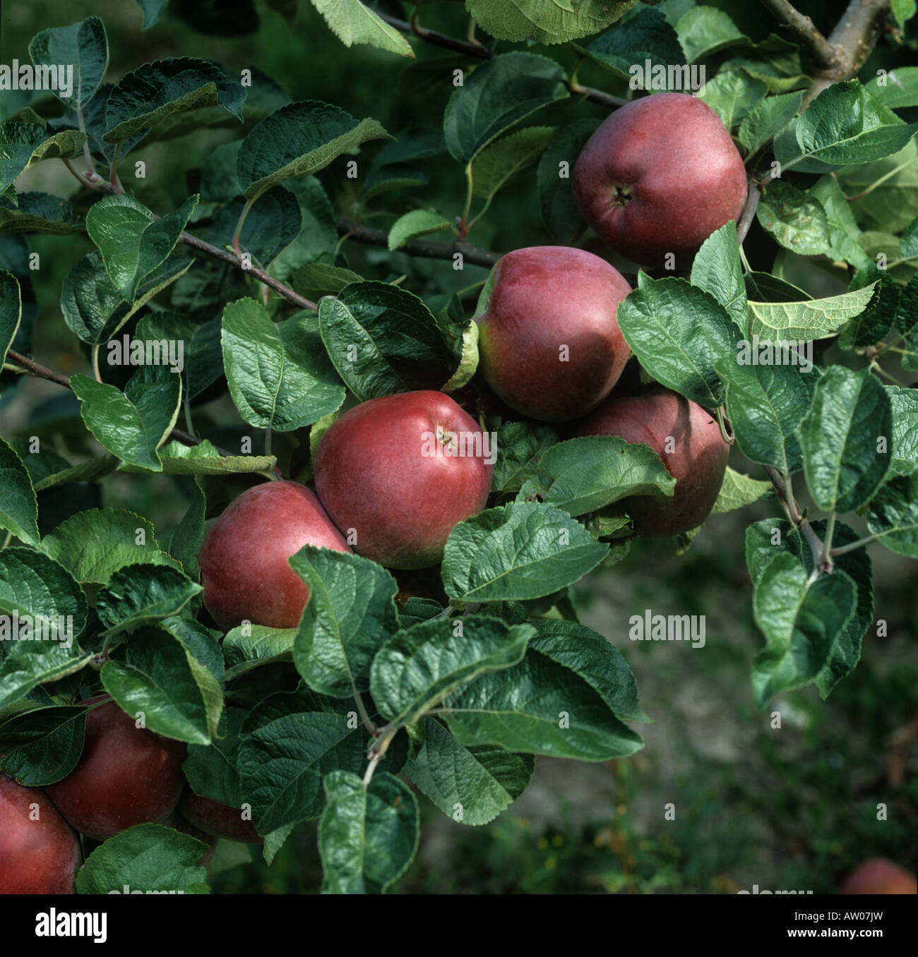 Mature Spartan apples on the tree Stock Photo