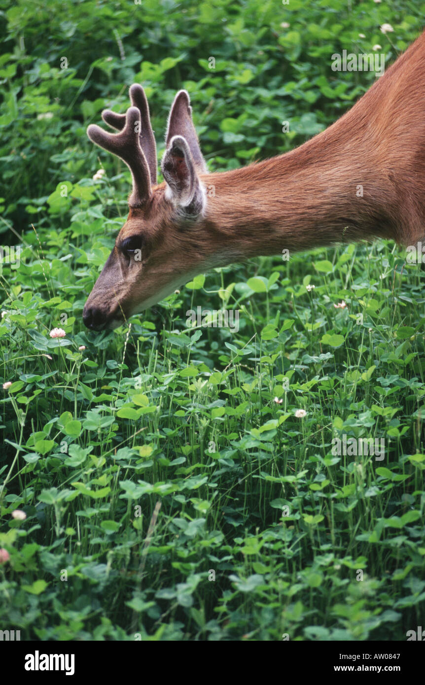 Black tailed deer Odocoileus hemionus eating clover Stock Photo Alamy