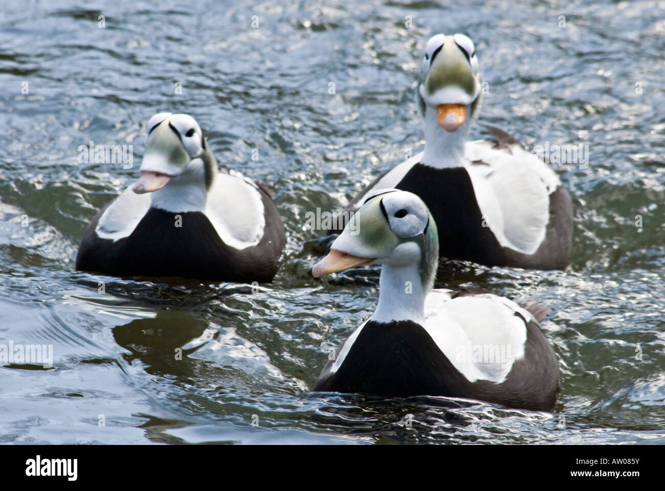 Spectacled eider somateria fischeri male hires stock photography and