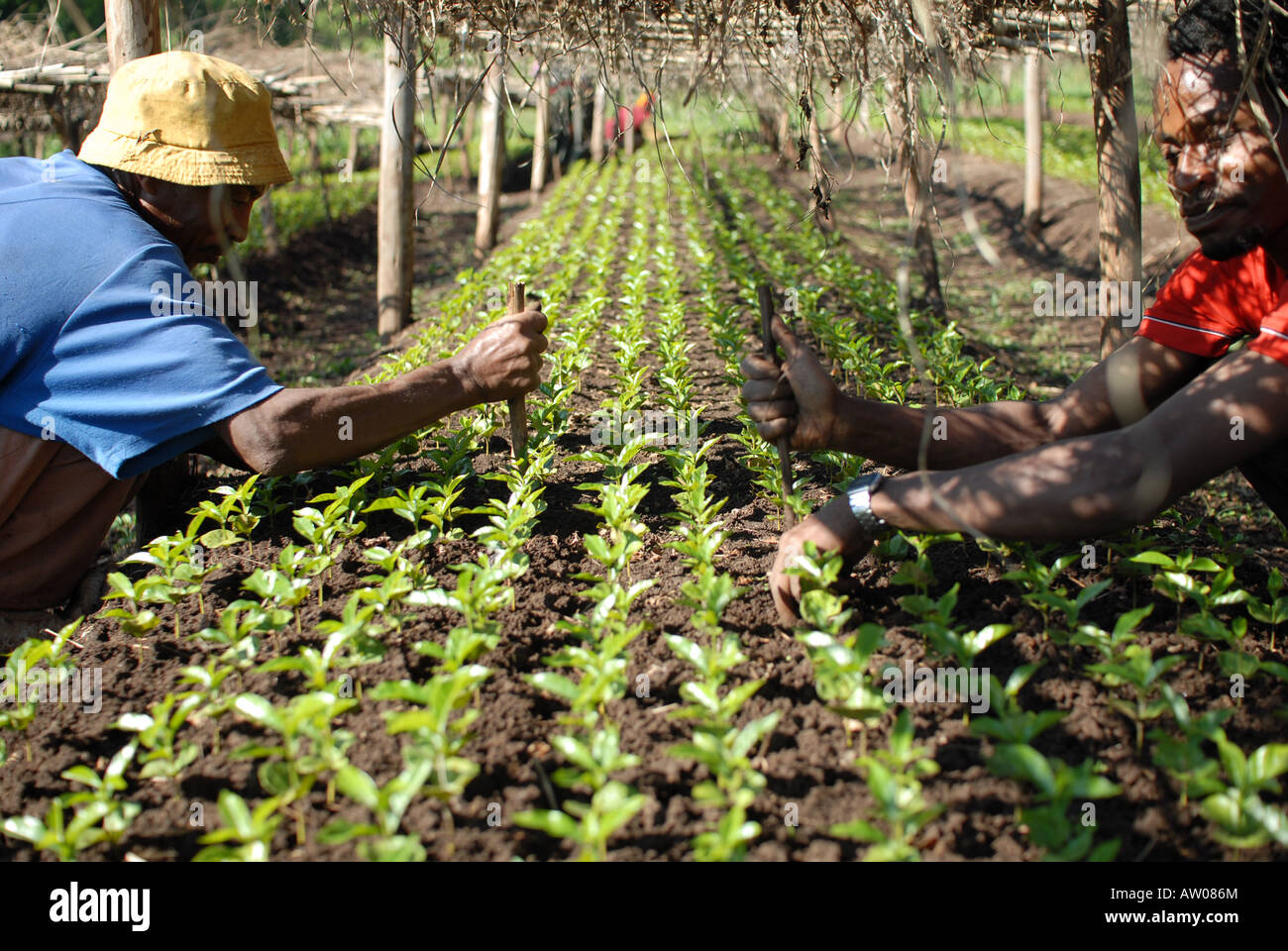 Bilderesultater for Coffee plant Africa