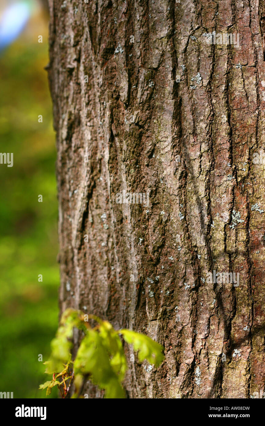 a closeup view oak bark and trunk Stock Photo