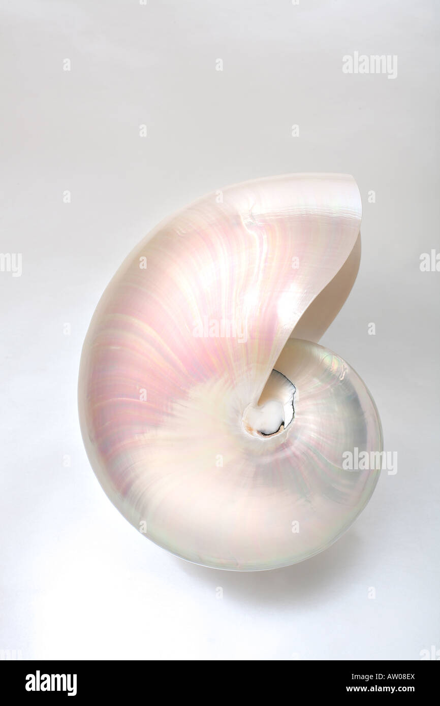 nautilus shell on grey white background from side angle Stock Photo - Alamy