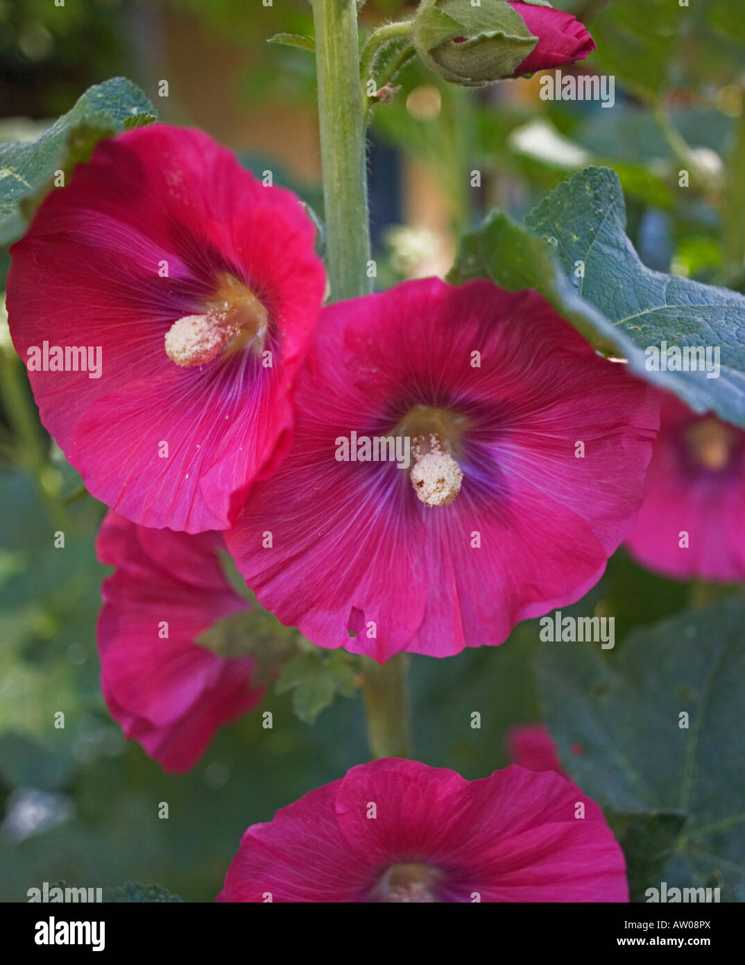 Robertheron Fine Art High Resolution Stock Photography and Images - Alamy