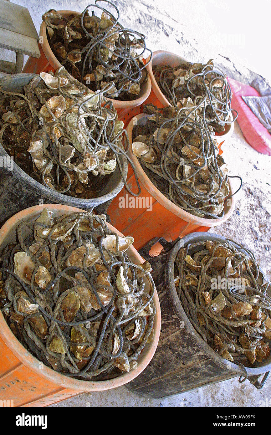 Oyster in bucket, nursery farm, Sete France. Huitres in buckets