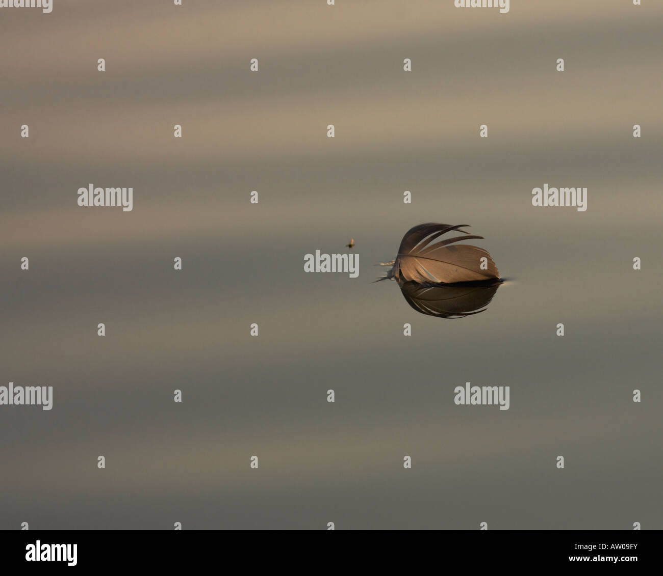 Feather floating in a pond Stock Photo - Alamy