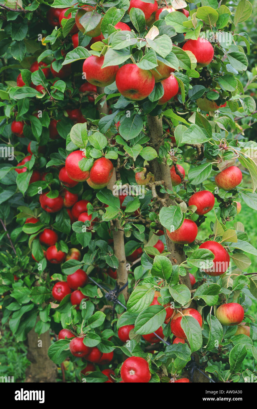Apples Tasmanian variety Geeveston Fanny Stock Photo