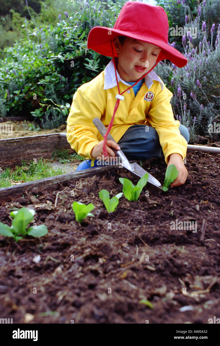 Child planting Cos lettuce seedlings Stock Photo