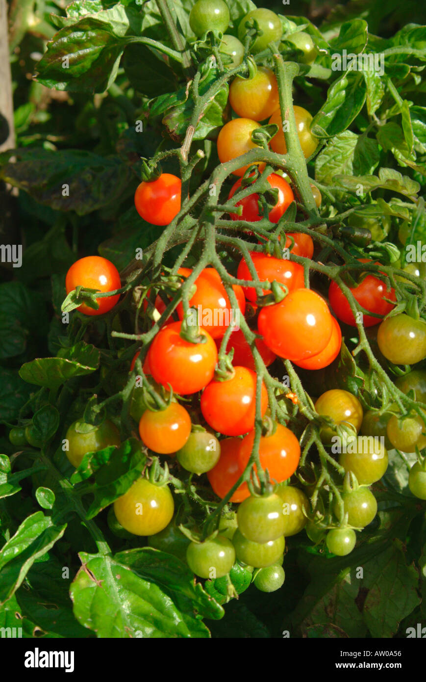 Ripening cherry tomatoes Stock Photo