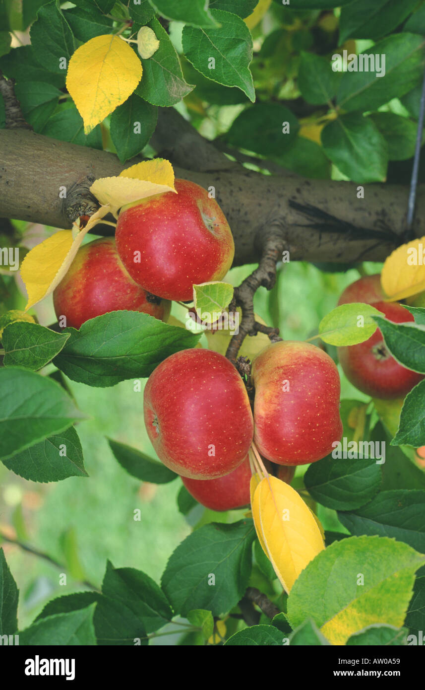 Apples variety Court Pendu Plat Stock Photo
