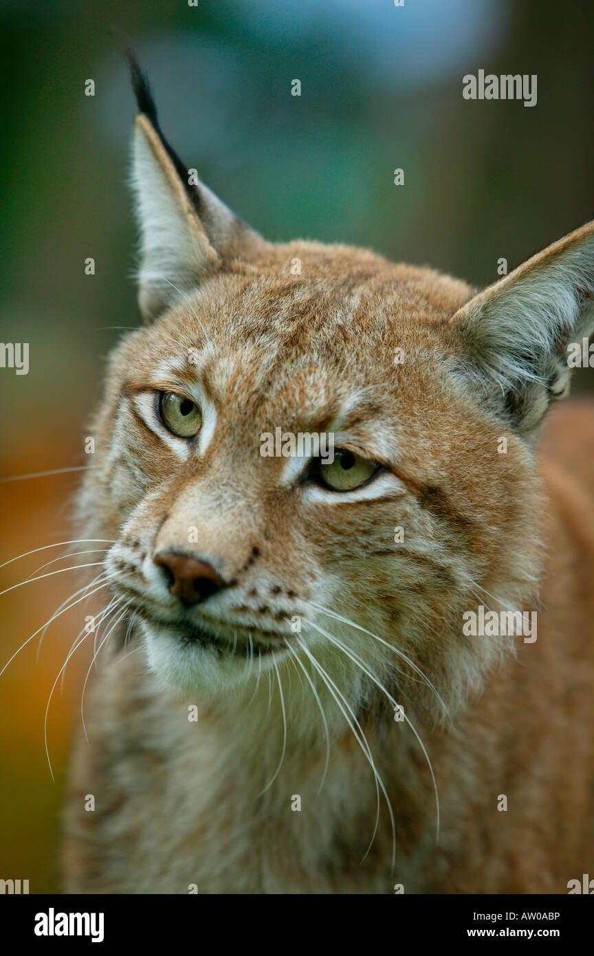 Lynx Ears Stock Photos & Lynx Ears Stock Images - Alamy