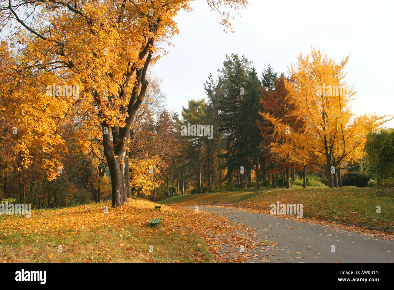 autumn alley in the city park Stock Photo - Alamy