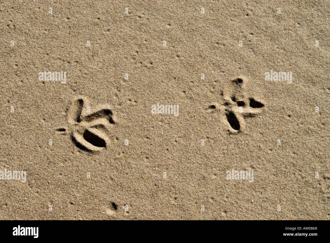Bird prints in sand Stock Photo