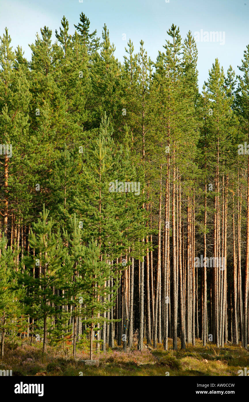 Pine Trees in Swedish Forest, Sweden Stock Photo Alamy