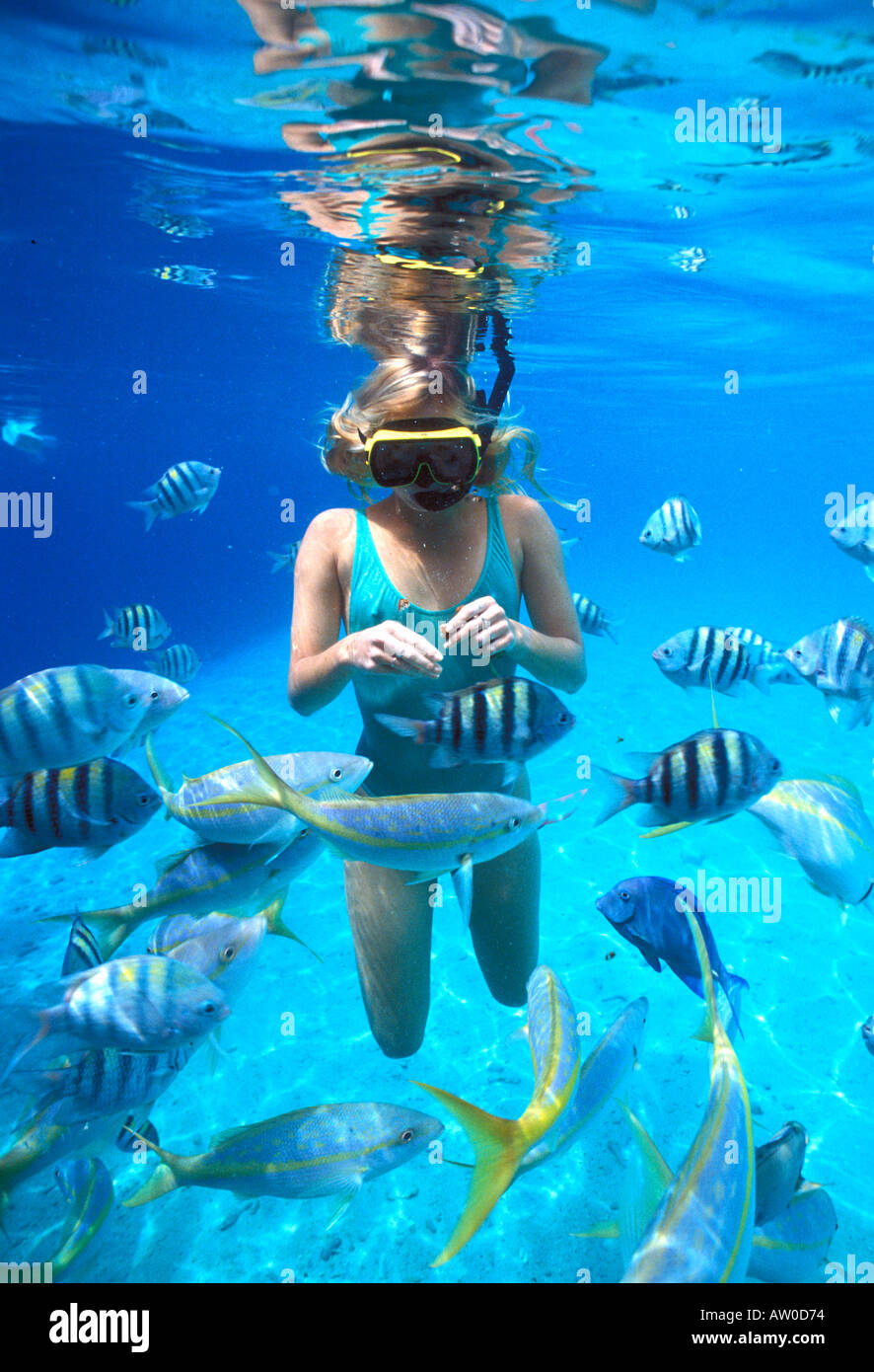 Schooling fish bonaire fish fish hires stock photography and images