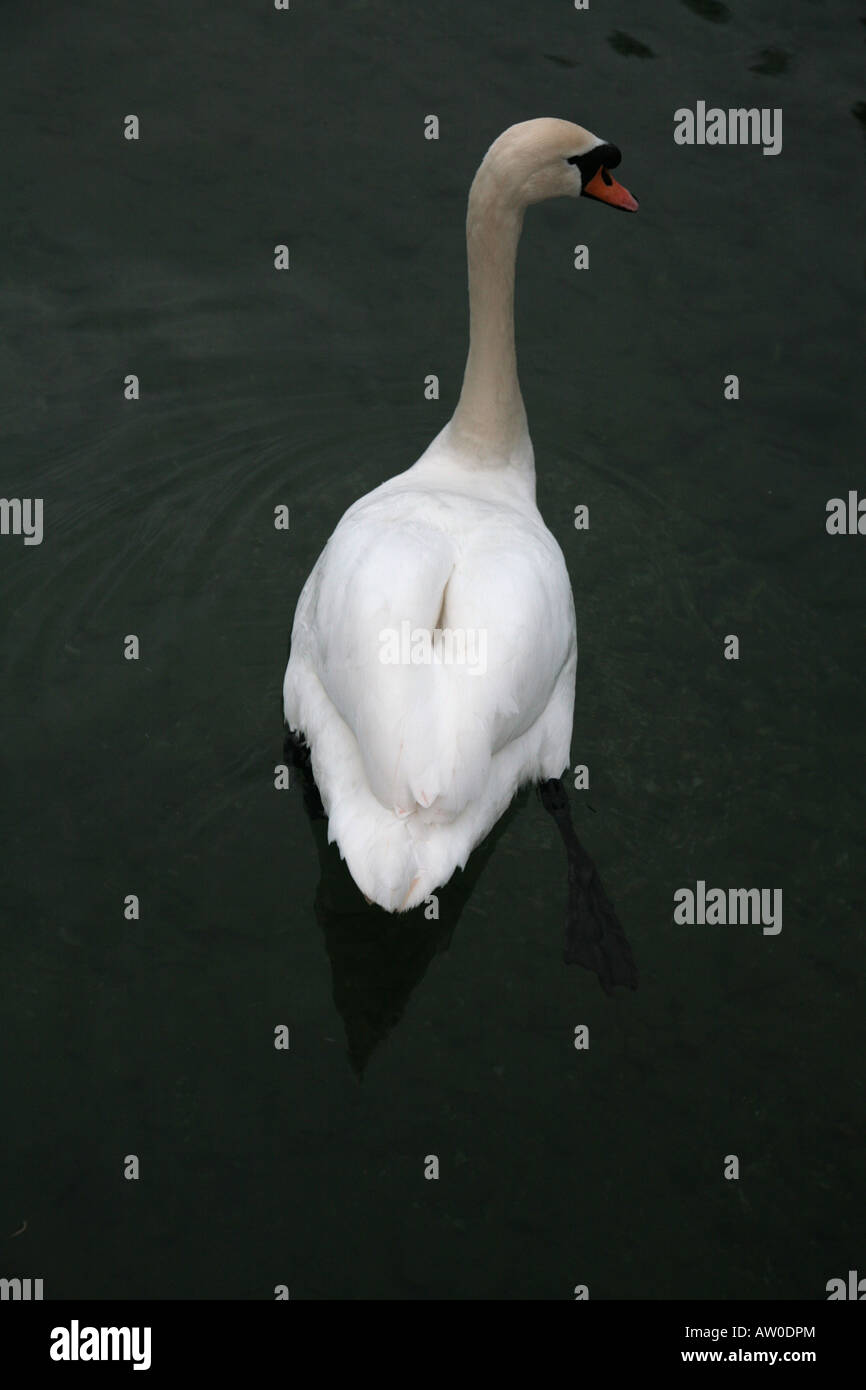 ride a white swan Stock Photo Alamy