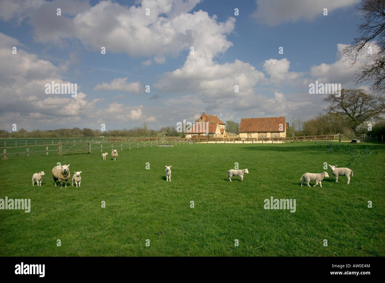 Spring sheep uk hi-res stock photography and images - Alamy