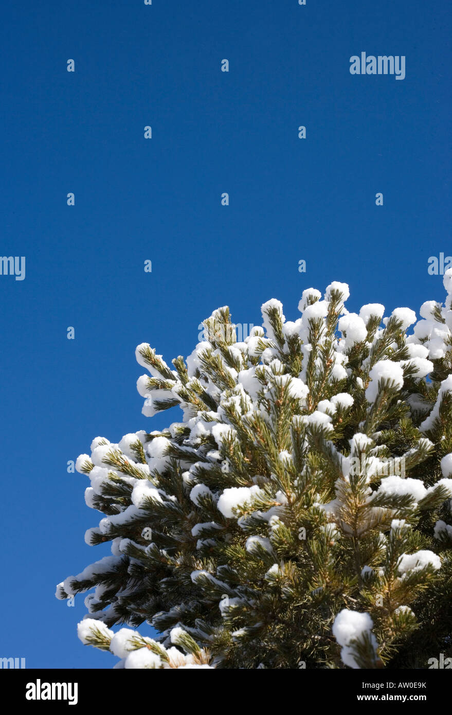 snow covered pine tree with blue sky, sunny day Stock Photo - Alamy