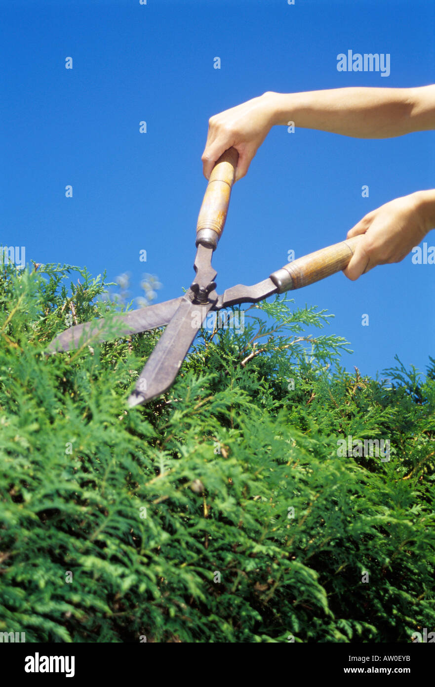 cutting the hedge with hand shears Stock Photo Alamy