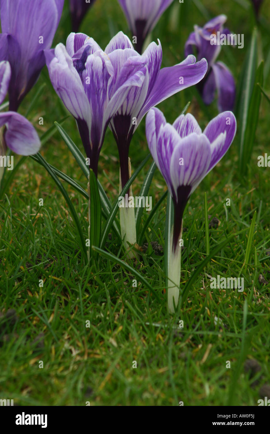 flowering crocus spring Crocus Iridaceae bloom blooming blooms