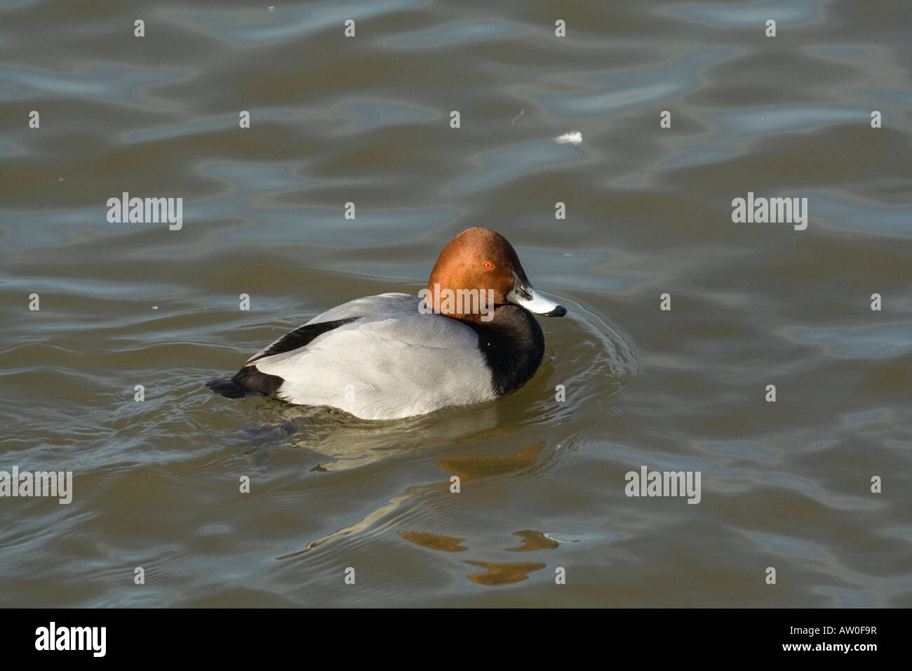 Drake winter visitor hi-res stock photography and images - Alamy