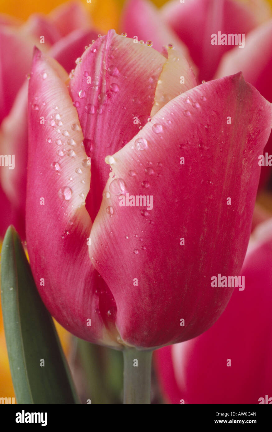 Lucky flower tulip hires stock photography and images Alamy