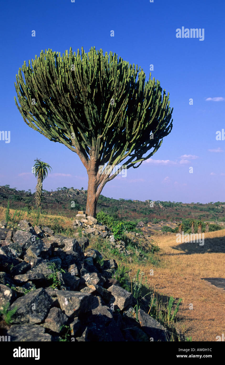Candelabra tree, Euphorbia ingens, Zimbabwe Stock Photo Alamy