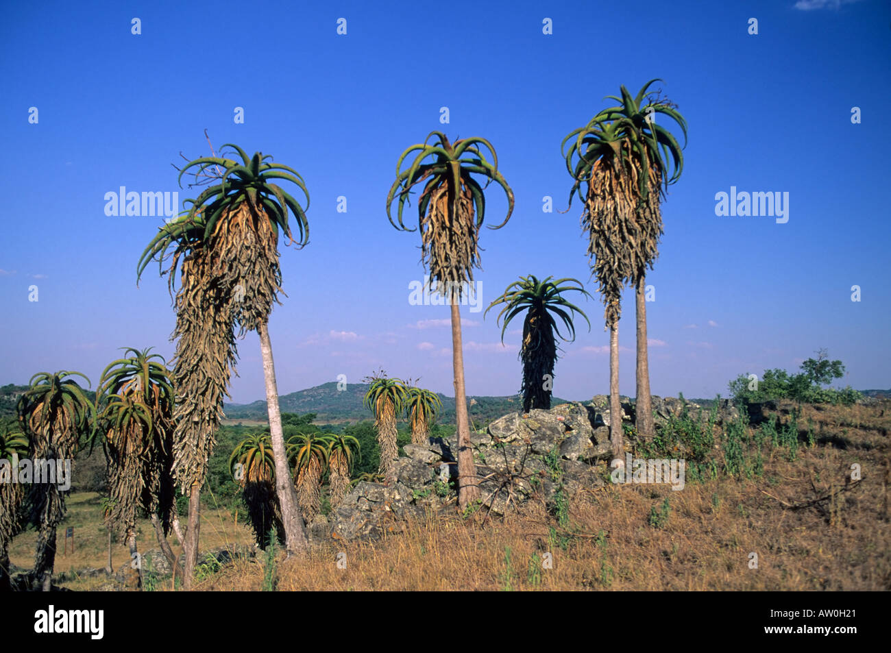 Aloes, Great Zimbabwe, Zimbabwe Stock Photo