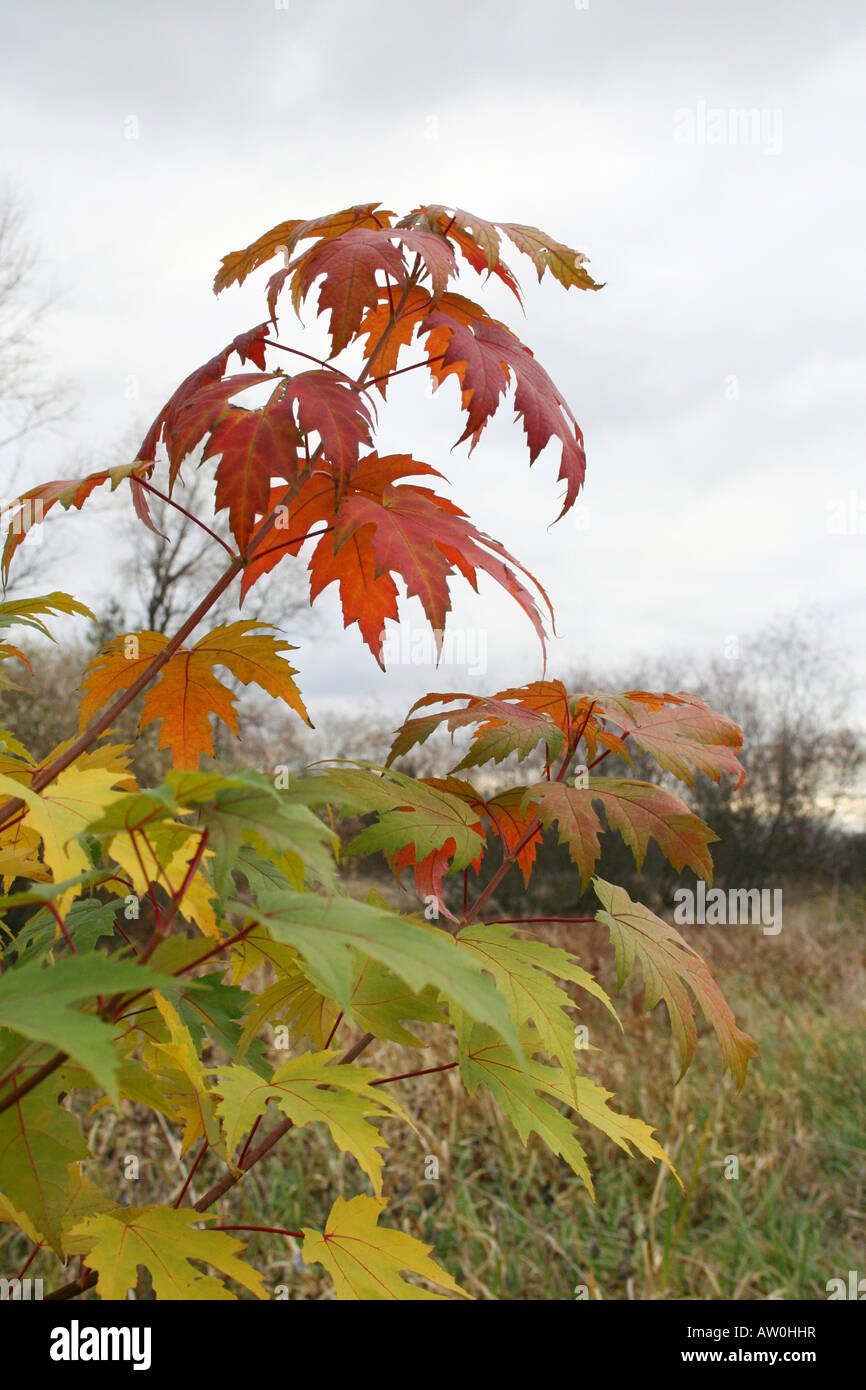Levaes hi-res stock photography and images - Alamy