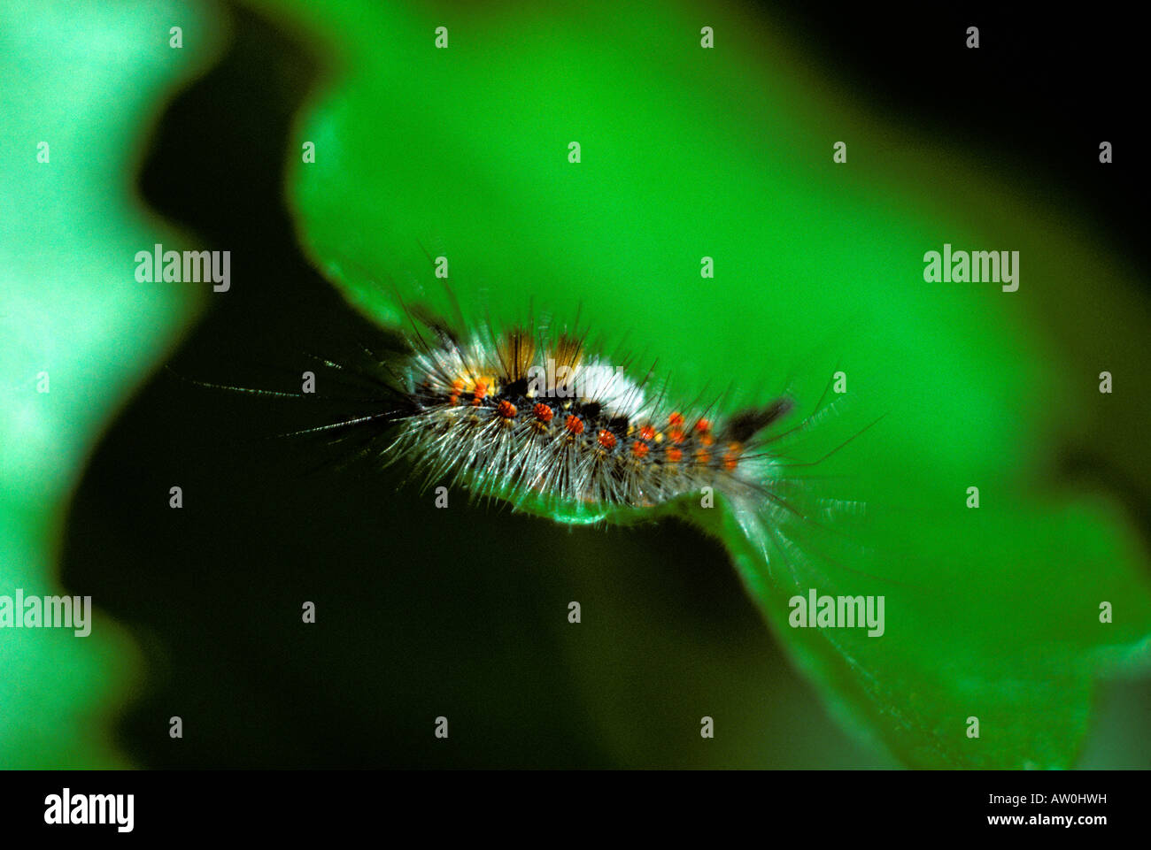 Woolly Worm Stock Photos & Woolly Worm Stock Images - Alamy