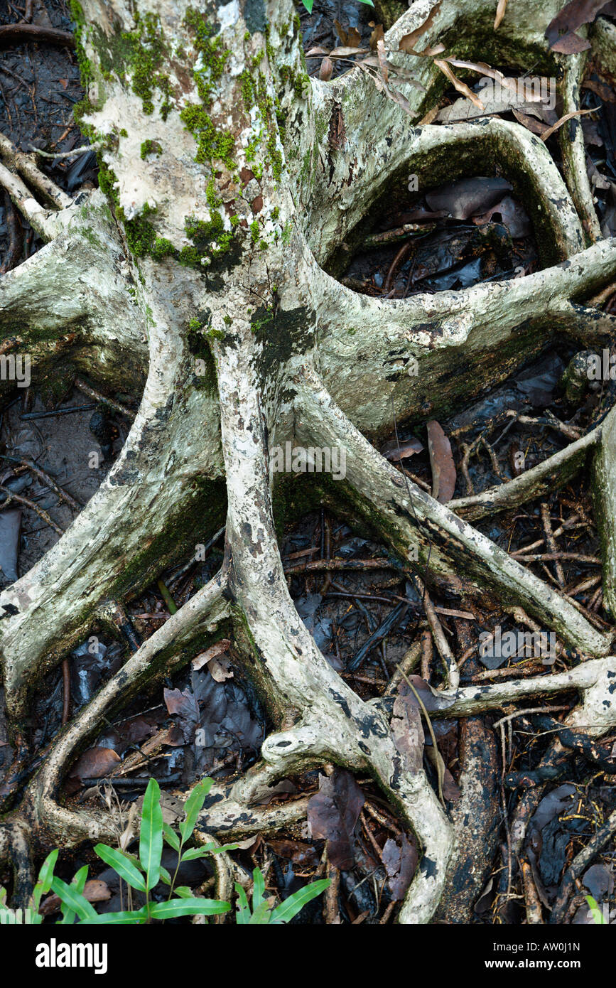 Tree roots in water Stock Photo - Alamy