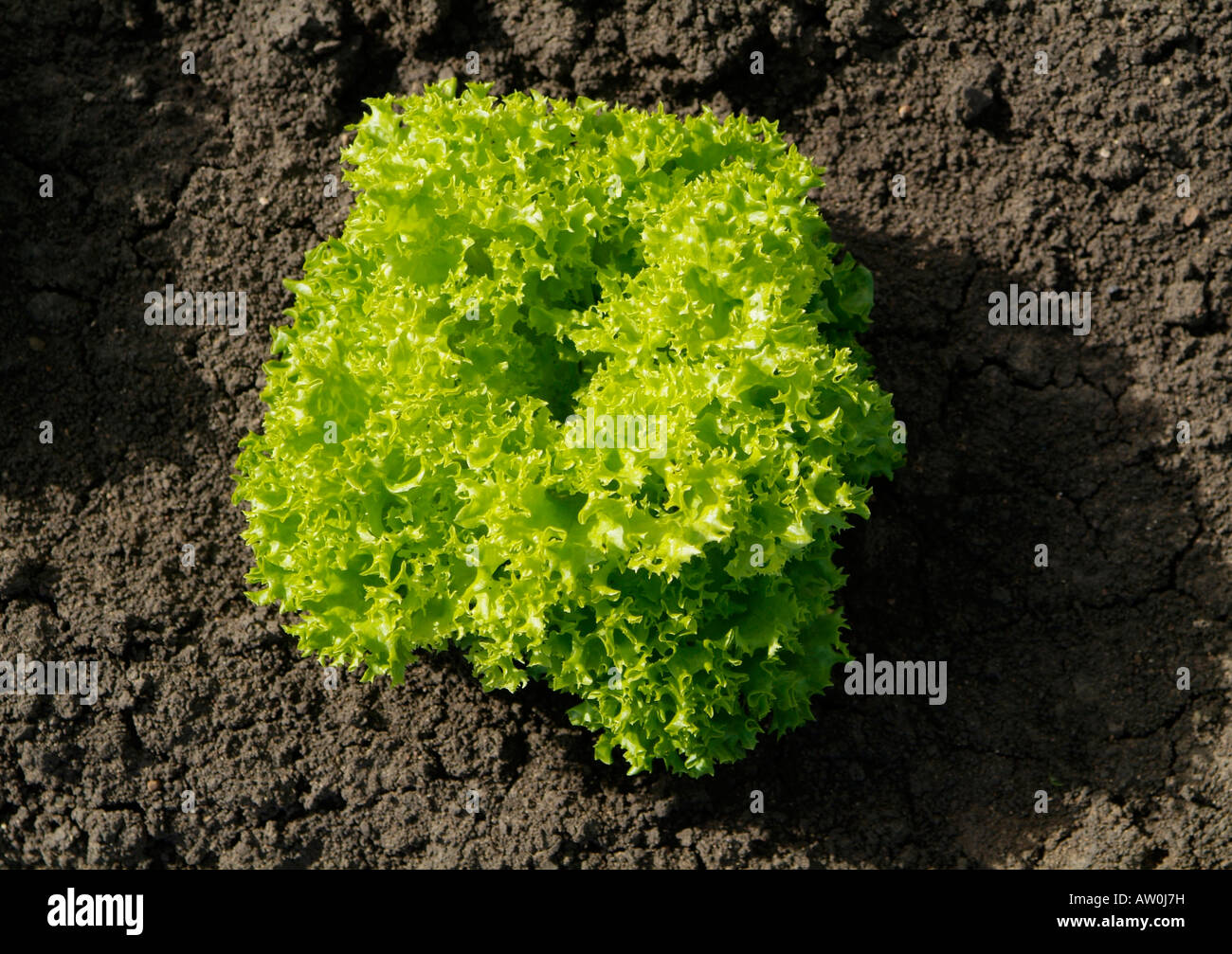 Green coral lettuce hires stock photography and images Alamy