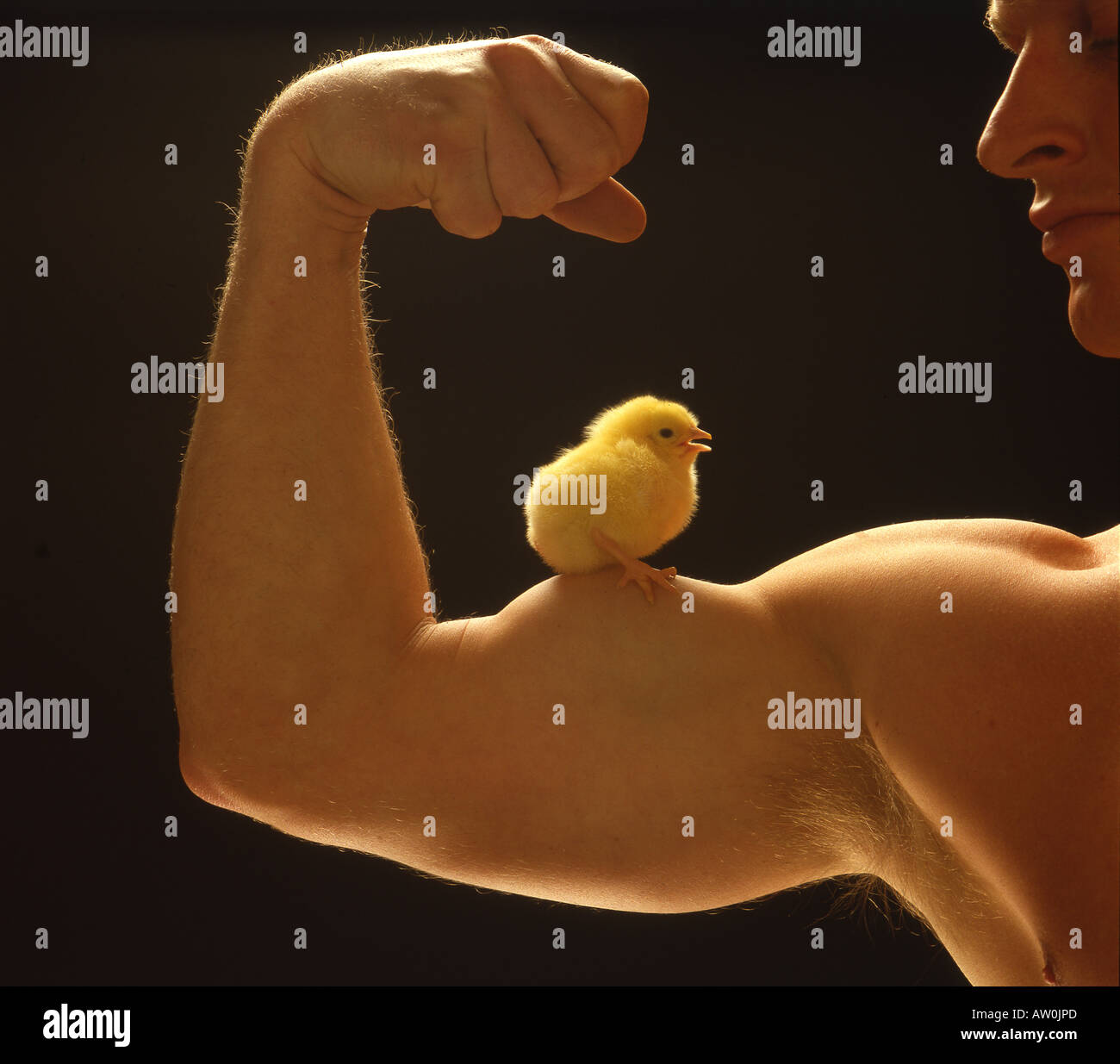 MUSCLE CHICK Stock Photo