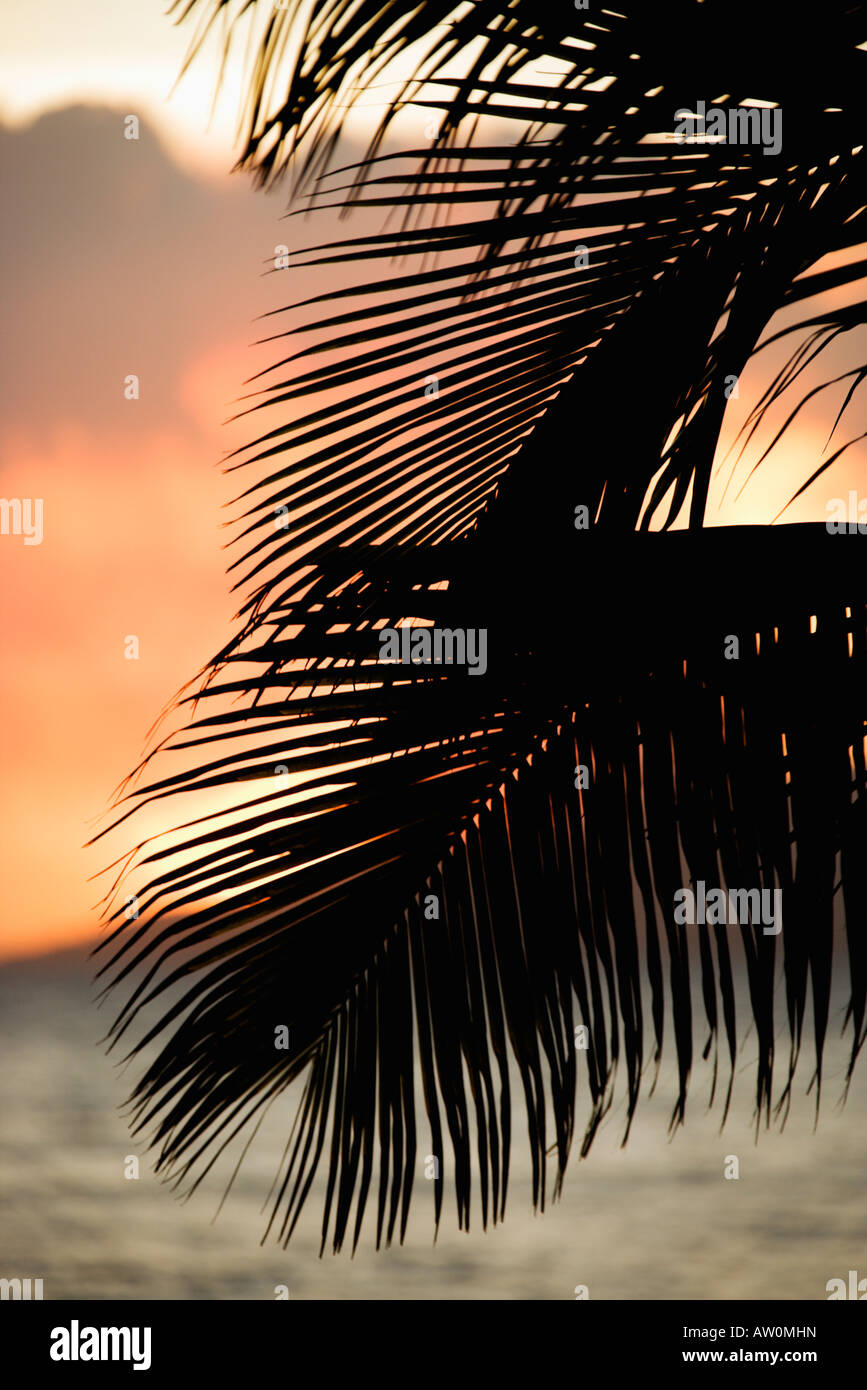 Palm Frond Silhouette Stock Photo Alamy palm-frond-silhouette-stock-photo-alamy