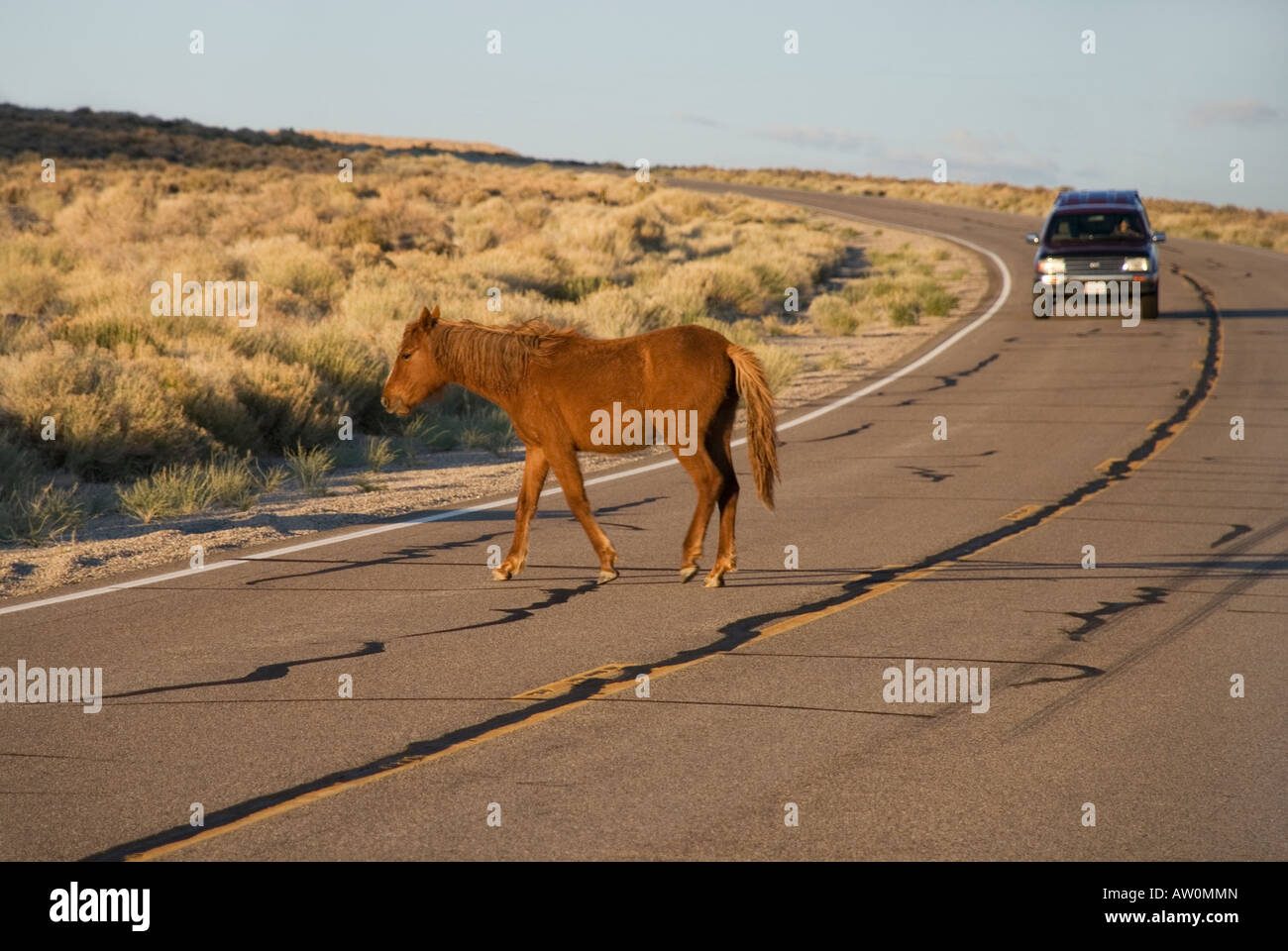 Wild horse crossing road in remote Nevada, USA Stock Photo Alamy