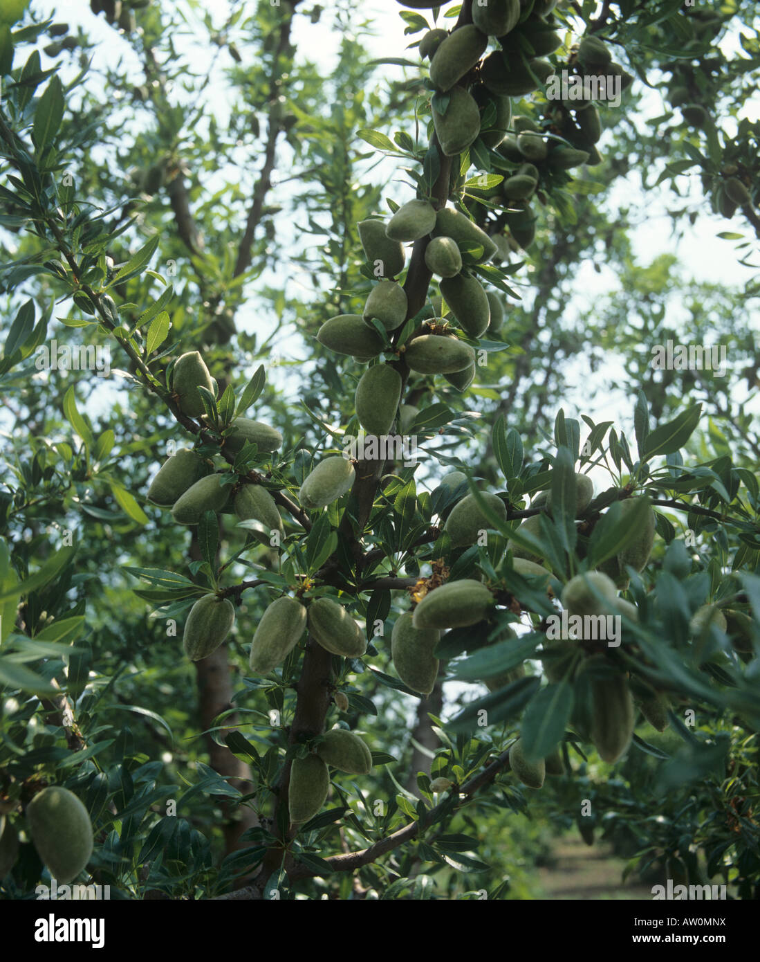 Immature almond fruit on the tree in Greece Stock Photo