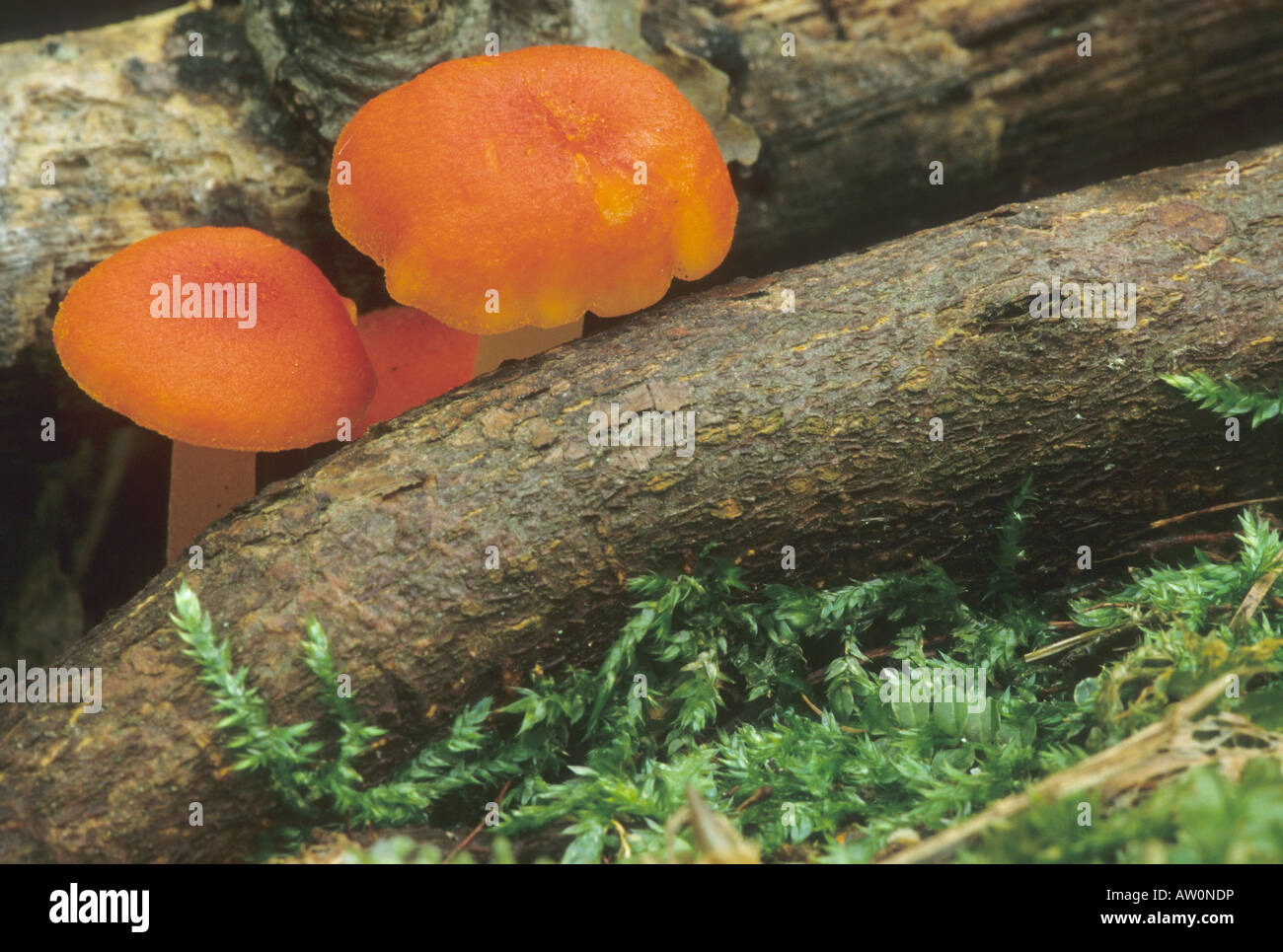 Fading Scarlet Waxy Cap, Hygrophorus miniatus Stock Photo