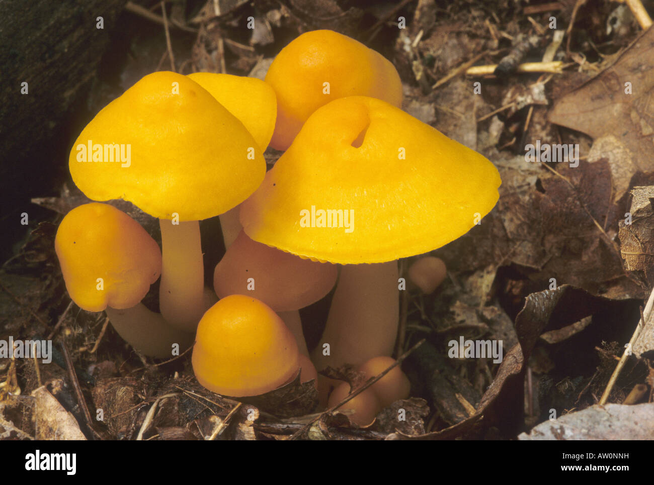 Orange-gilled Waxy Cap Mushroom Stock Photo