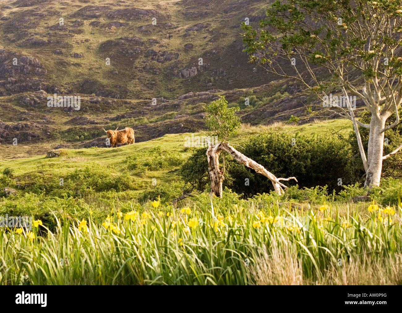 Highland cow standing on hillside in Scotland Stock Photo