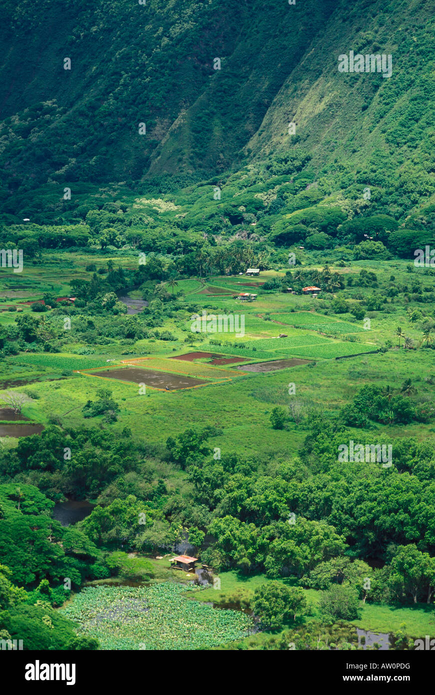 Taro fields and farm houses in Waipio Valley Hamakua Coast The Big