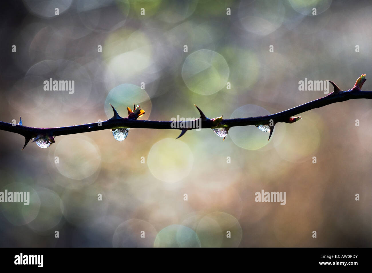 Frozen water drops on bramble branch in winter. UK. Dapple light ...