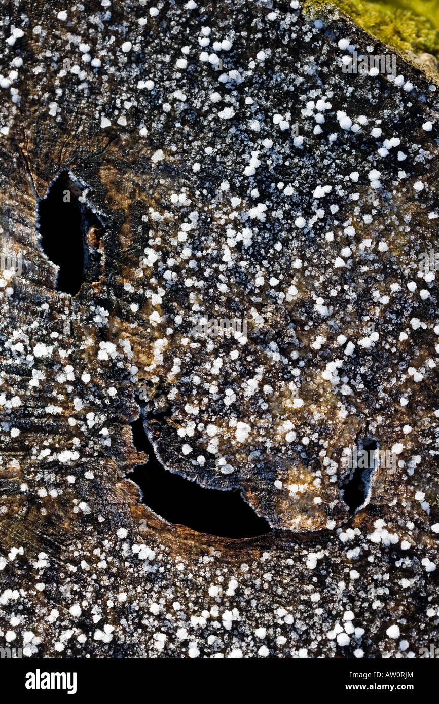 Split tree hi-res stock photography and images - Alamy